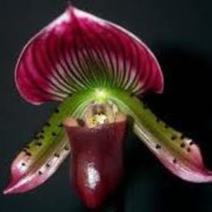 Meet your Posher, Oanh